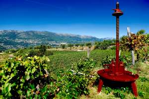 French Riviera Wine Tours - Grape press, Bellet PDO2 14 KB