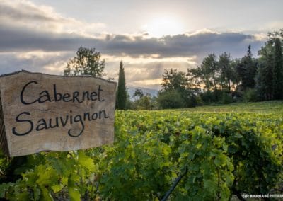 French Riviera Wine Tours - Vines in Saint-Jeannet, Bellet