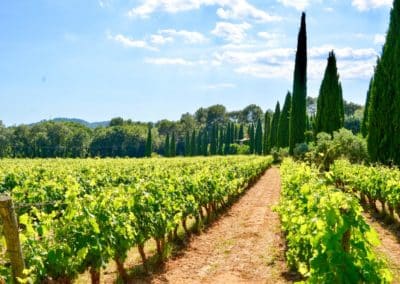 French Riviera Wine Tours - A vineyard with cypresses in Côtes de Provence