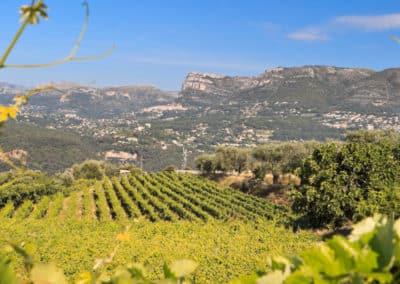 French Riviera Wine Tours -French Riviera Wine Tours - View on the mountains from Bellet's vineyard 3