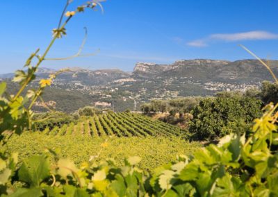 French Riviera Wine Tours - View on the mountains from Bellet's vineyard2