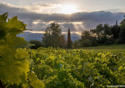 French Riviera Wine Tours - Sunrise on Bellet's vineyard